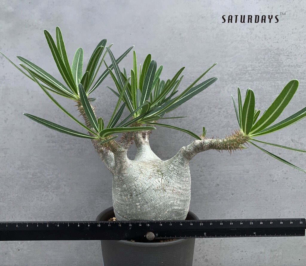 Pachypodium gracilius — SATURDAYS Succulents